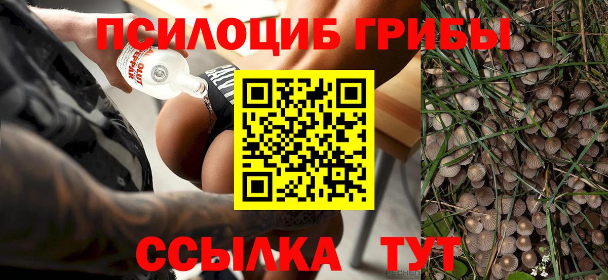 Сосновоборск  дарнет шоп  Вход с VPN  Псилоцибиновые грибы прущие грибы 
